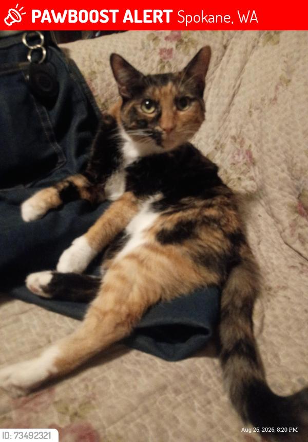 Lost Female Cat last seen Monroe Street and York ave, Spokane, WA 99205