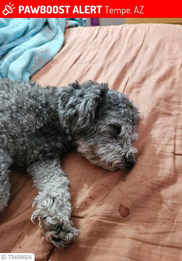 Lost Female Dog last seen Near thew elementary school, Tempe, AZ 85281