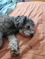 Lost Female Dog last seen Near thew elementary school, Tempe, AZ 85281