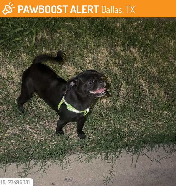 Found/Stray Unknown Dog last seen Found lost dog by singleton and fish trap rd Dallas tx 75212, Dallas, TX 75212