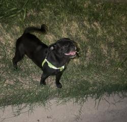 Found/Stray Unknown Dog last seen Found lost dog by singleton and fish trap rd Dallas tx 75212, Dallas, TX 75212