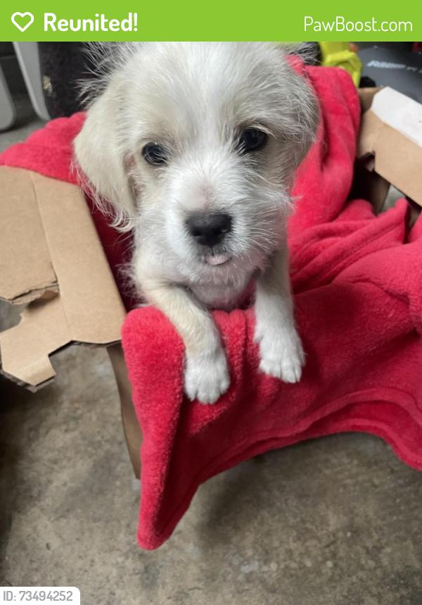 Reunited Unknown Dog last seen Jefferson and Bonnie Brae st, Pomona, CA 91767