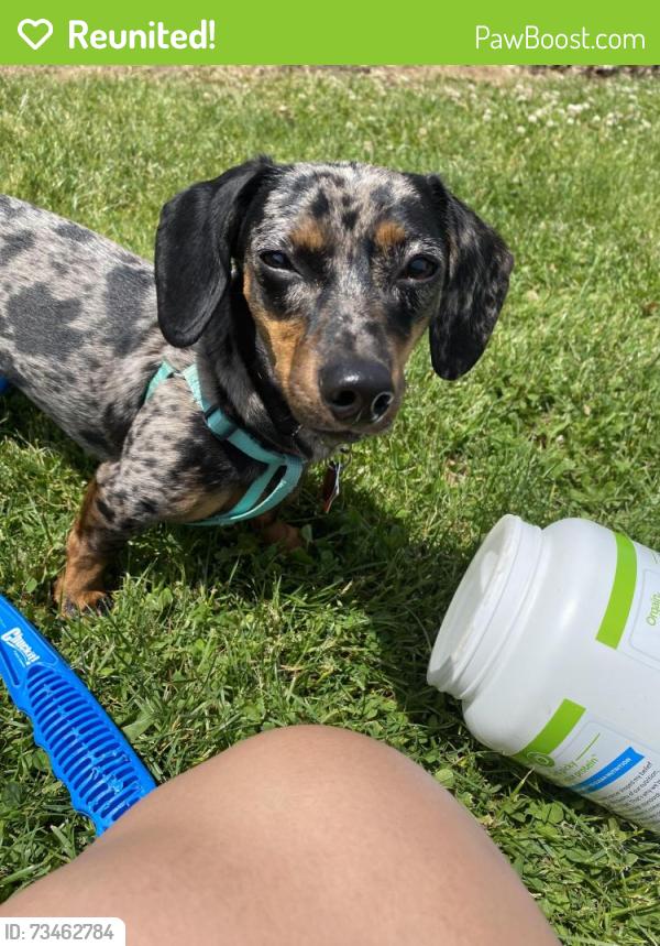 Reunited Female Dog last seen Burton and 103rd, Vancouver, WA 98662