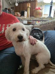 Reunited Male Dog last seen Crowley Rd and Shane Ave, Fort Worth, TX 76134