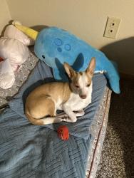 Reunited Male Dog last seen NE 88th st and NE 30th ave, Vancouver, WA 98665