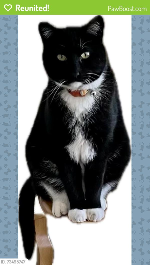 Reunited Male Cat last seen Colebrooke ln. S.E. Lacey, Olympia, WA 98513