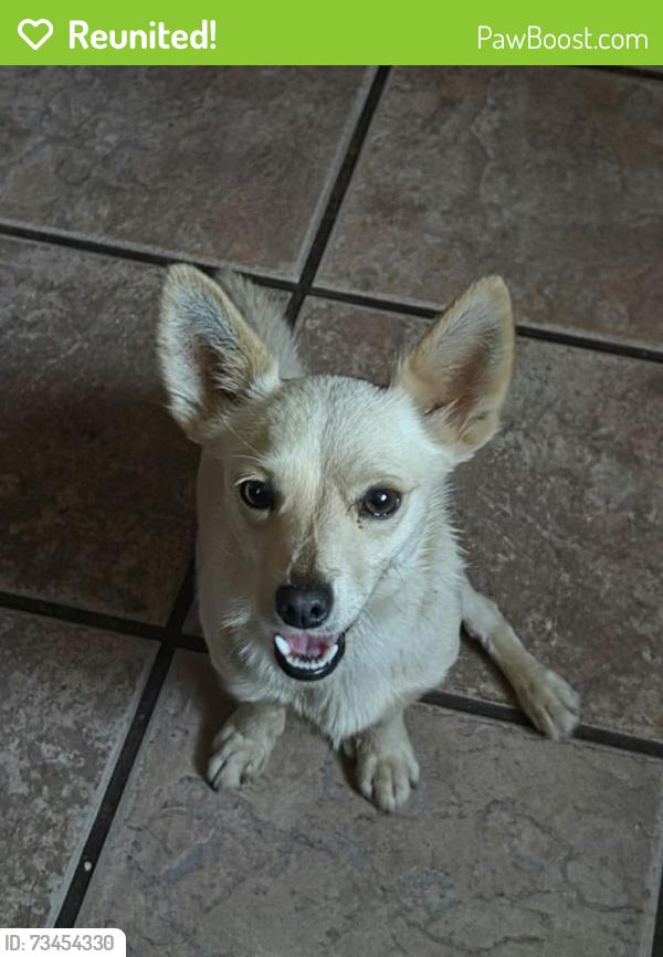 Reunited Male Dog last seen 87th Avenue and Osborn Road, Phoenix, AZ 85037