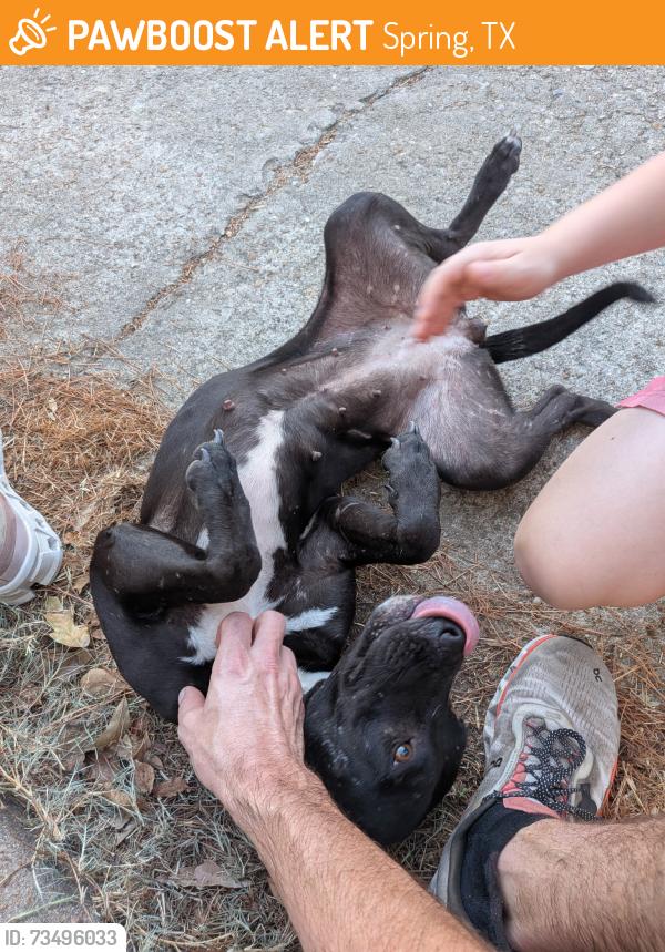 Found/Stray Female Dog last seen Bryanhurst at Fireside in Terranova West, Spring, TX 77379