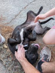 Found/Stray Female Dog last seen Bryanhurst at Fireside in Terranova West, Spring, TX 77379