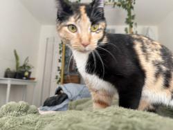 Reunited Female Cat last seen Dove and Barton, Rockledge, FL 32955