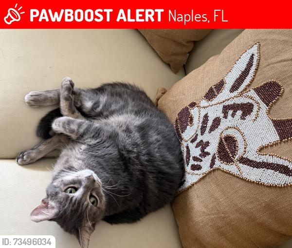 Lost Male Cat last seen Lakeland and Immokalee close to airport, Naples, FL 34110