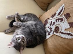 Lost Male Cat last seen Lakeland and Immokalee close to airport, Naples, FL 34110