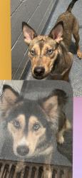 Found/Stray Female Dog last seen Marrion St Clifton NJ, Clifton, NJ 07013
