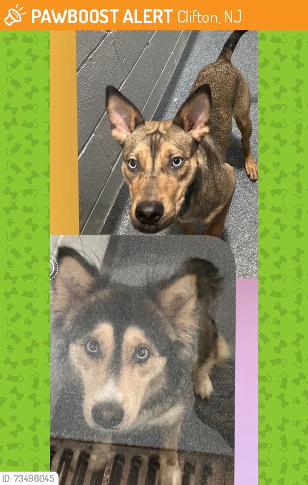 Found/Stray Female Dog last seen Marrion St Clifton NJ, Clifton, NJ 07013
