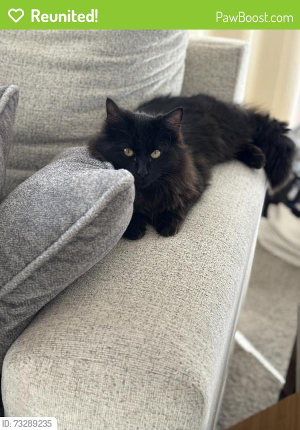 Reunited Male Cat last seen North Gate & Struthers, Colorado Springs, CO 80920