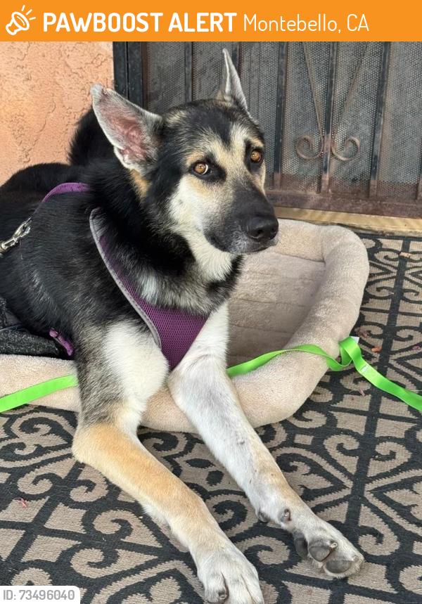 Found/Stray Male Dog last seen 4th and Los Angeles, Montebello, CA 90640