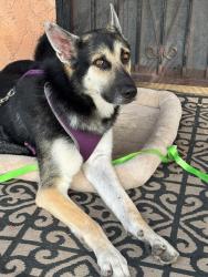 Found/Stray Male Dog last seen 4th and Los Angeles, Montebello, CA 90640