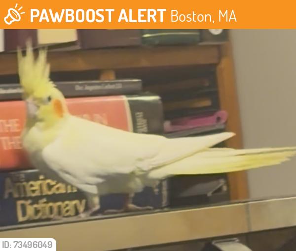 Found/Stray Unknown Bird last seen Shawmut Ave, Boston, MA 02118