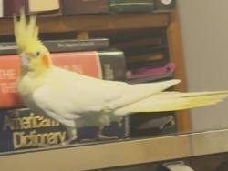 Found/Stray Unknown Bird last seen Shawmut Ave, Boston, MA 02118