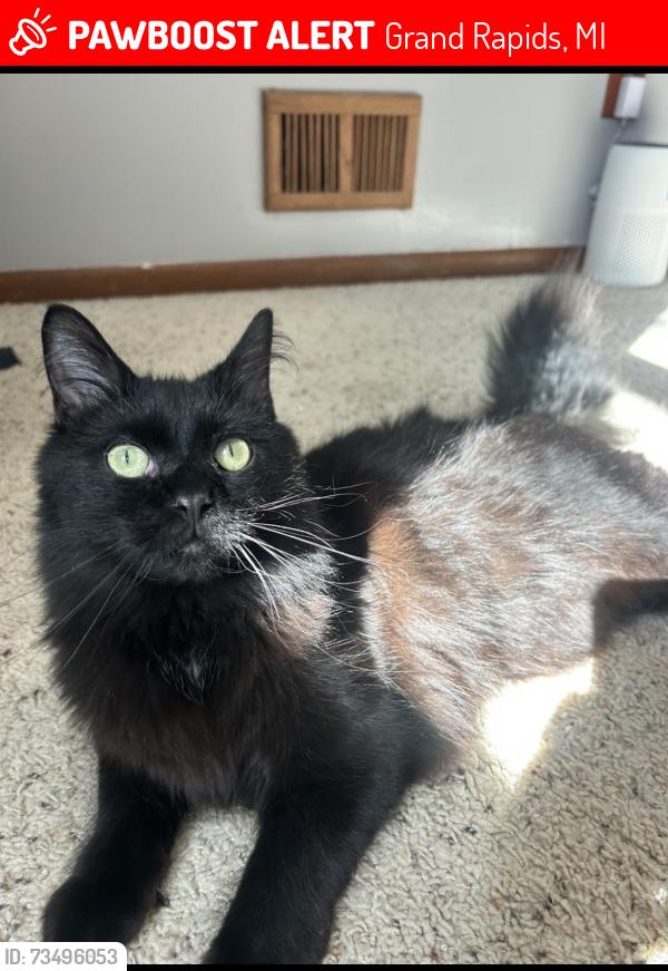Lost Male Cat last seen Coit park/belknap, Grand Rapids, MI 49503