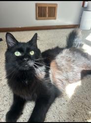 Lost Male Cat last seen Coit park/belknap, Grand Rapids, MI 49503