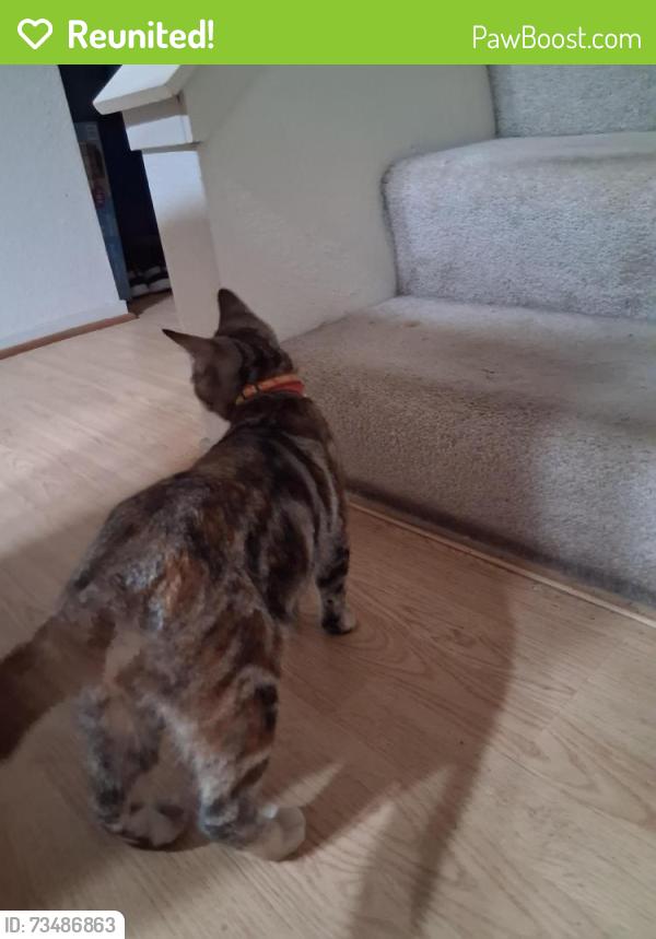 Reunited Female Cat last seen Weston Ranch, Stockton, CA 95206