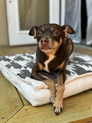 Reunited Male Dog last seen Berkshire Avenue, Los Angeles, CA 90032