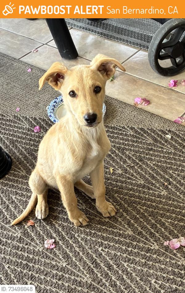 Found/Stray Male Dog last seen Northpark Elementary, San Bernardino, CA 92407