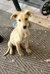 Found/Stray Male Dog last seen Northpark Elementary, San Bernardino, CA 92407