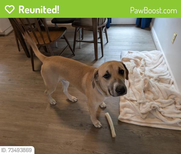 Reunited Male Dog last seen Michigan Ave and 20th, Cleveland, TN 37323