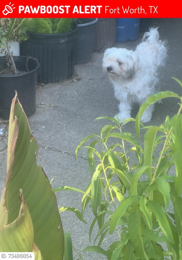 Lost Male Dog last seen Aden street apt area, Fort Worth, TX 76116