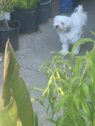 Lost Male Dog last seen Aden street apt area, Fort Worth, TX 76116