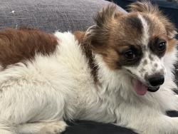 Reunited Male Dog last seen Menifee and Lindenberger rd., Menifee, CA 92584