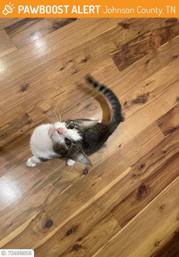 Found/Stray Male Cat last seen Seasons Drive and bulldog road in Vilas, NC, Johnson County, TN 37691