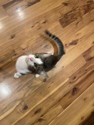 Found/Stray Male Cat last seen Seasons Drive and bulldog road in Vilas, NC, Johnson County, TN 37691