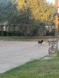 Found/Stray Male Dog last seen Deep Forest, Houston, TX 77088