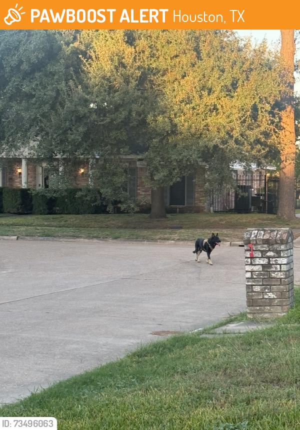 Found/Stray Male Dog last seen Deep Forest, Houston, TX 77088