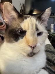 Reunited Female Cat last seen Near Nona Kay Dr, San Antonio, TX 78217, USA, San Antonio, TX 78217
