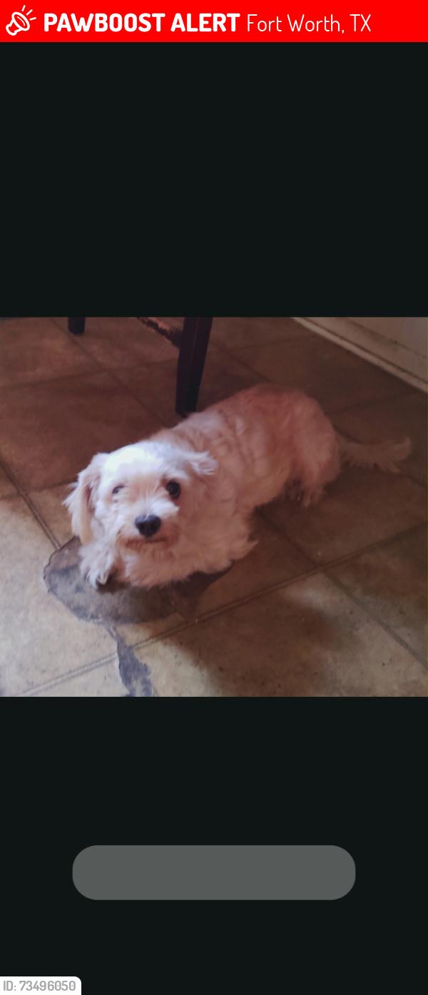 Lost Male Dog last seen Near Aden Rd, Fort Worth, TX 76116