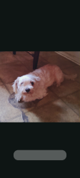Lost Male Dog last seen Near Aden Rd, Fort Worth, TX 76116