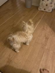 Found/Stray Unknown Dog last seen J12 and 20th, Lancaster, CA 93534