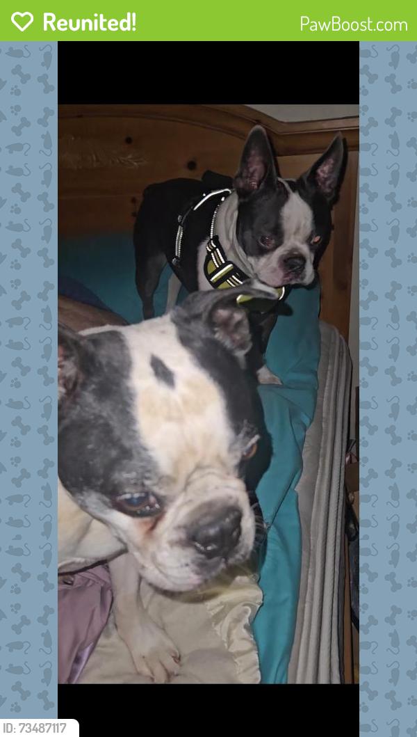 Reunited Male Dog last seen Verbena dr, and Linder rd, Meridian, ID 83642