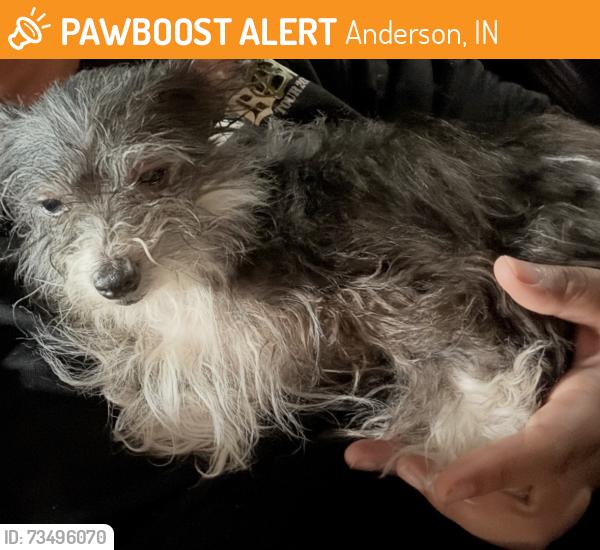 Found/Stray Female Dog last seen St Vincent hosp, Anderson, IN 46016