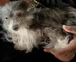 Found/Stray Female Dog last seen St Vincent hosp, Anderson, IN 46016