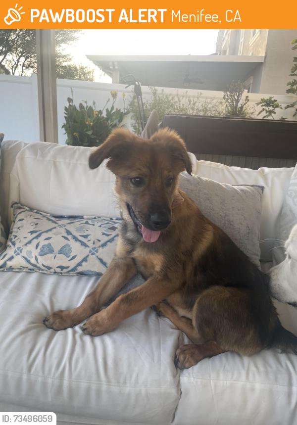 Found/Stray Female Dog last seen La Peidra and Haun, Menifee, CA 92586