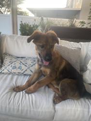 Found/Stray Female Dog last seen La Peidra and Haun, Menifee, CA 92586