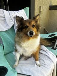 Reunited Female Dog last seen Near E Desert Inn Rd, Las Vegas, NV 89121, USA, Las Vegas, NV 89121