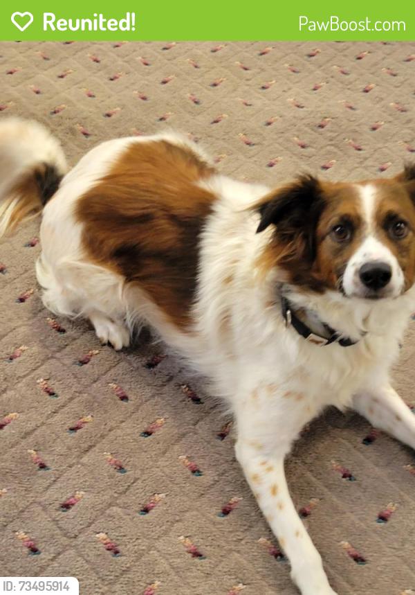 Reunited Male Dog last seen Whole Foods in San Mateo, San Mateo, CA 94401