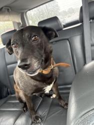 Reunited Female Dog last seen Neese Road and Arnold Mill Road, Cherokee County, GA 30188