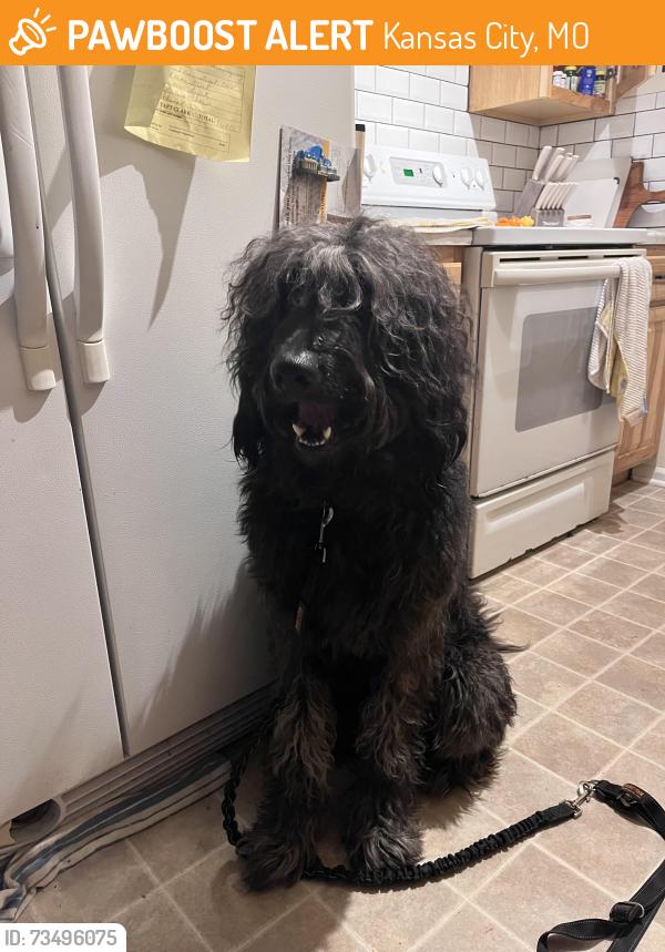 Found/Stray Male Dog last seen Greenwood and E 110th St, Kansas City, MO 64134
